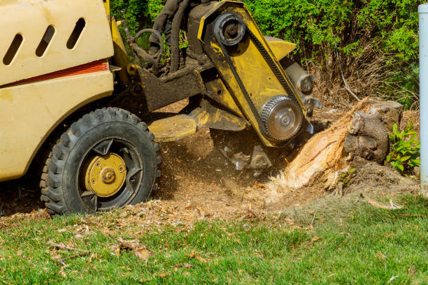 Best Storm Damage Tree Cleanup  in Hawkins, TX